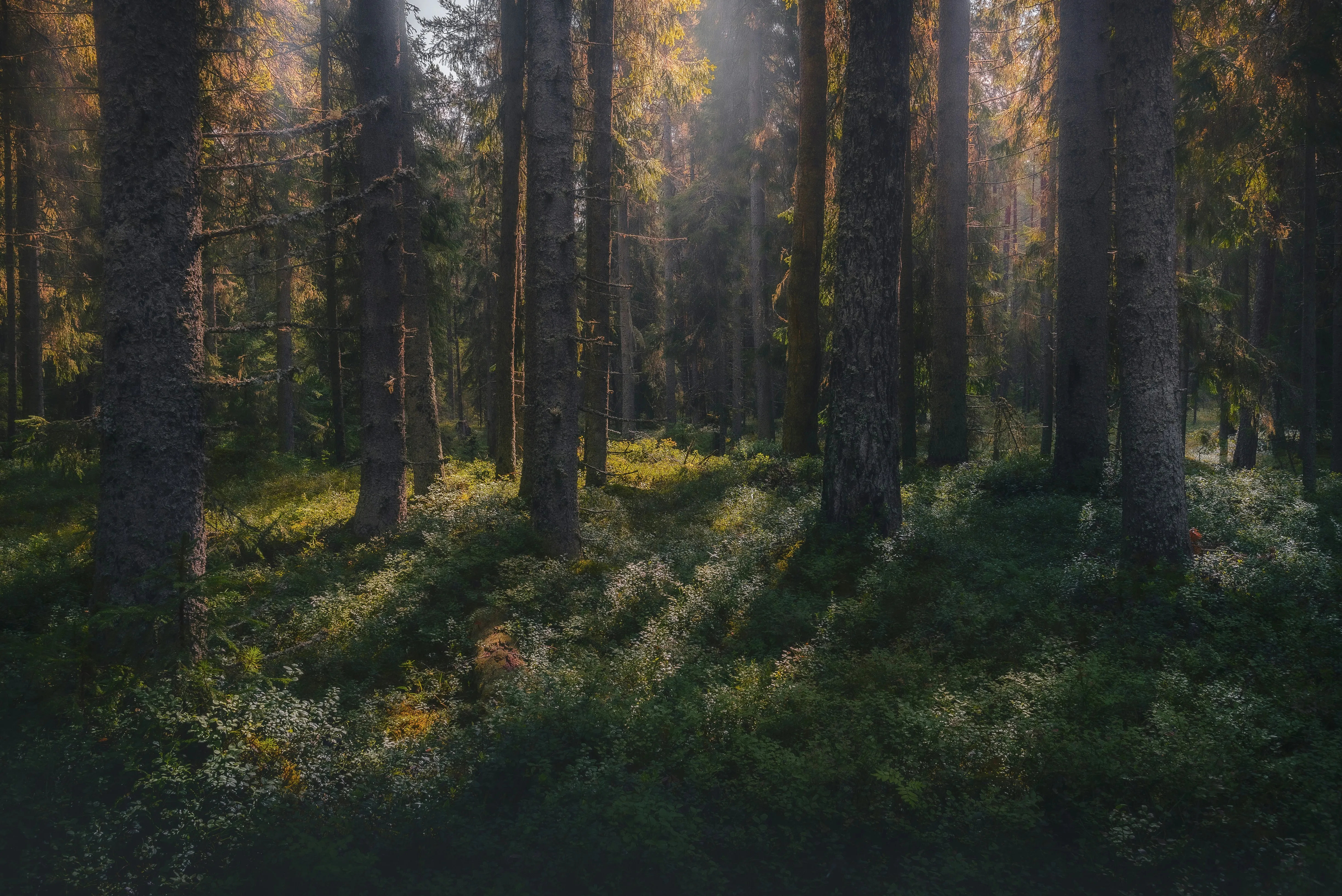 Cover Image of the Post